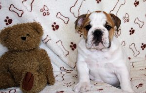 English Bulldog Puppies for sale Pretoria South Africa 