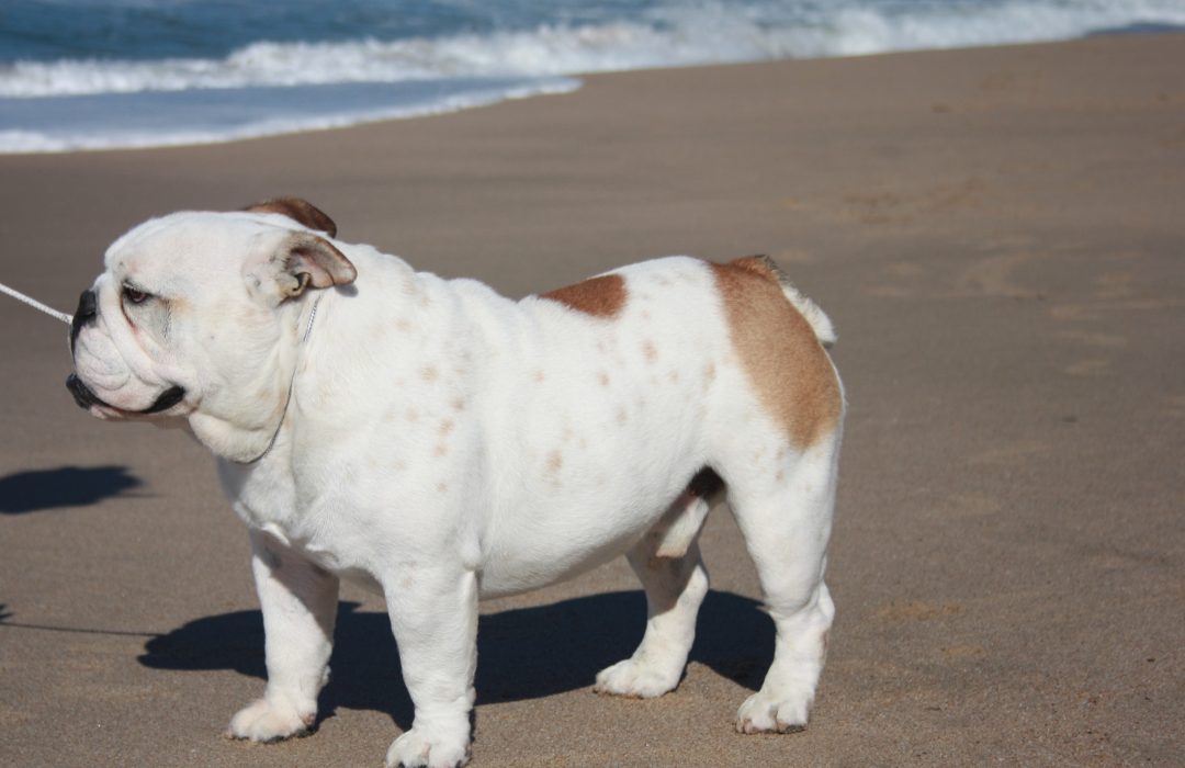 Bulldog Breeder South Africa